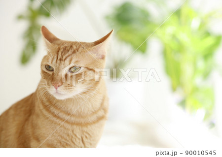 猫ちゃんの日常風景 猫ちゃんの日常風景 90010545