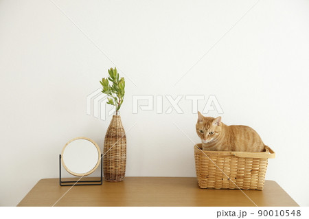 猫ちゃんの日常風景 90010548
