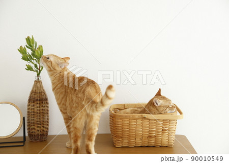 猫ちゃんの日常風景 猫ちゃんの日常風景 90010549