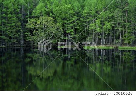 新緑の森を倒影する御射鹿池 新緑の森を倒影する御射鹿池 90010626