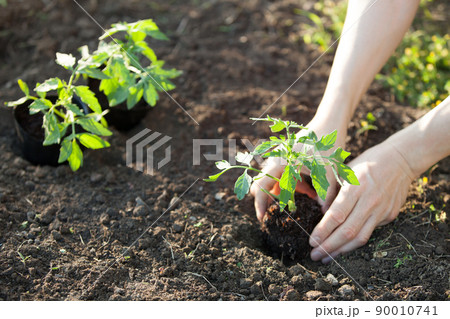 トマトの苗を植える 90010741