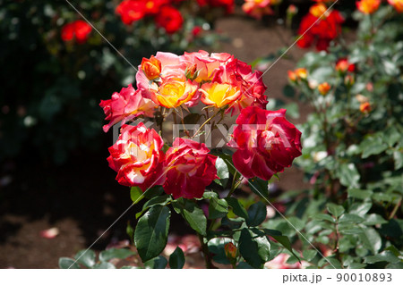 薔薇の花 神代植物公園|フランス産「チャールストン」という薔薇の花です 薔薇の花 神代植物公園|フランス産「チャールストン」という薔薇の花です 90010893