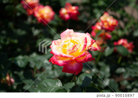 薔薇の花　神代植物公園｜フランス産「チャールストン」という薔薇の花です 90010897