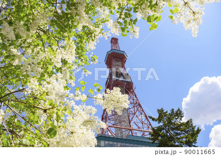 札幌大通公園のライラックとテレビ塔 札幌大通公園のライラックとテレビ塔 90011665