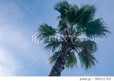 View of Toddy palm and the sky as the background. 90011703