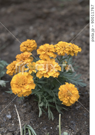 ヨモギギク 90011767