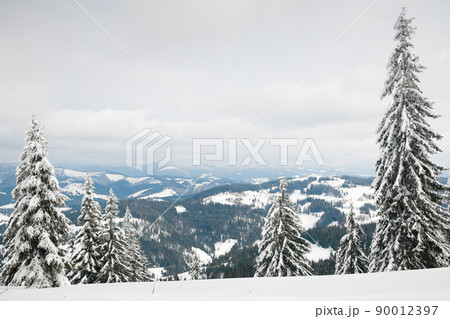 Carpathian mountains, Ukraine. Trees covered with hoarfrost and snow in winter mountains - Christmas snowy background 90012397