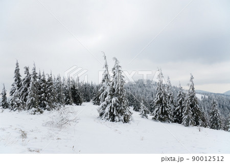 Carpathian mountains, Ukraine. Beautiful winter landscape. The forrest ist covered with snow. 90012512