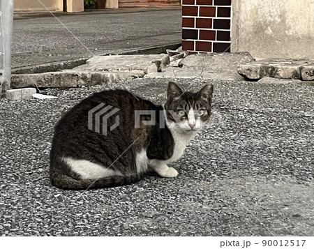 こちらの気配に気づいて驚いた猫 こちらの気配に気づいて驚いた猫 90012517