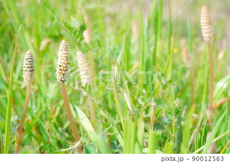 春のツクシ 90012563