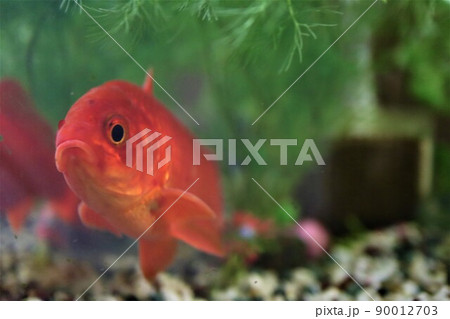 大きい金魚の写真素材