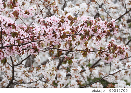 札幌の桜 札幌の桜 90012706