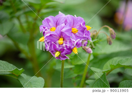 ジャガイモの花が咲いた（英: potato、学名：Solanum tuberosum L.）馬鈴薯  90013905