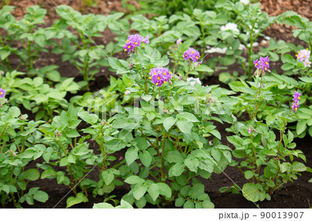 ジャガイモの花が咲いた（英: potato、学名：Solanum tuberosum L.）馬鈴薯  90013907
