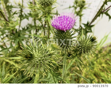 アメリカオニアザミの花　生態系被害防止外来種 90013970