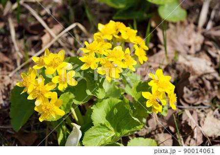 エゾノリュウキンカ エゾノリュウキンカ 90014061