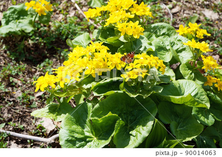 エゾノリュウキンカ 90014063