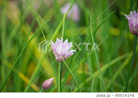 チャイブ（英: Chives、学名: Allium schoenoprasum var. schoe 90014248