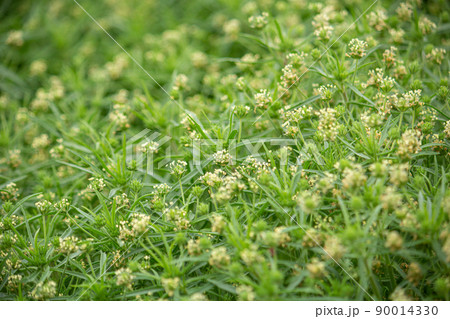 プランタゴサイリウム 学名:Plantago psyllium 別名:エダウチオオバコ、ダイエット食 プランタゴサイリウム 学名:Plantago psyllium 別名:エダウチオオバコ、ダイエット食 90014330