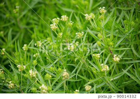 プランタゴサイリウム 学名:Plantago psyllium 別名:エダウチオオバコ、ダイエット食 プランタゴサイリウム 学名:Plantago psyllium 別名:エダウチオオバコ、ダイエット食 90014332
