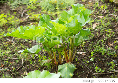 ルバーブ、別名：マルバダイオウ、ショクヨウダイオウ　学名：Theum rhaponticum、食用	 90014335