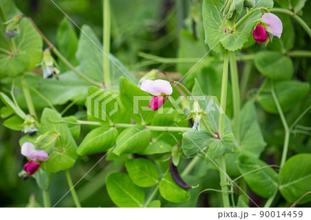 ムラサキエンドウの花(紫豌豆、ツタンカーメンのエンドウ)、春に撮影(日本) ムラサキエンドウの花(紫豌豆、ツタンカーメンのエンドウ)、春に撮影(日本) 90014459