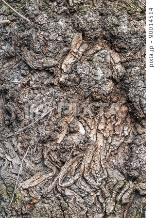 Poplar tree bark with wooden texture nature background 90014514