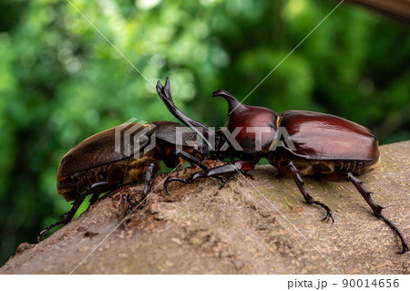 樹液を舐めているオスとメスのカブトムシの写真 90014656