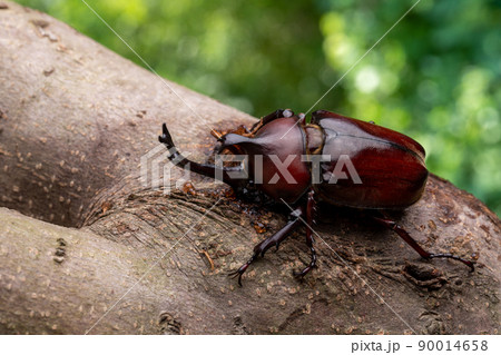 樹液を舐めているオスのカブトムシの写真 90014658