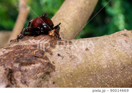 樹液を舐めているオスのカブトムシの写真 90014669