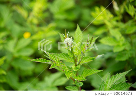 セイヨウナツユキソウのつぼみ　学名：Filipendula　ulmaria　英名：メドウスイート 90014673