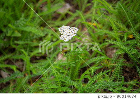 セイヨウノコギリソウ 別名:コモンヤロウ 学名:Achillea millefolium、春に撮影( セイヨウノコギリソウ 別名:コモンヤロウ 学名:Achillea millefolium、春に撮影( 90014674