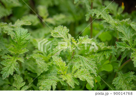 クマツヅラ　Vervena officinalis Linn. 生薬名:バベンソウ（馬鞭草	 90014768