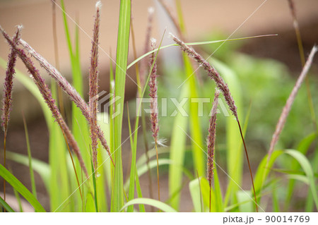 チガヤ 学名:Imperata cylindrica 生薬名:ボウコン(茅根) 別名:ケチガヤ, チガヤ 学名:Imperata cylindrica 生薬名:ボウコン(茅根) 別名:ケチガヤ, 90014769