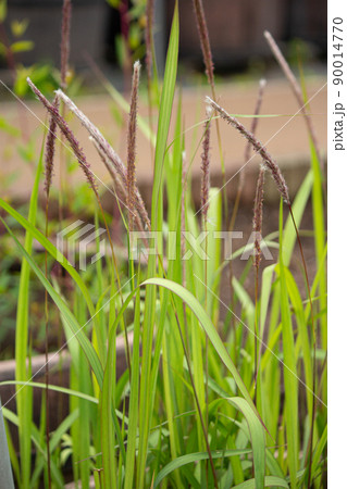 チガヤ 学名:Imperata cylindrica 生薬名:ボウコン(茅根) 別名:ケチガヤ, チガヤ 学名:Imperata cylindrica 生薬名:ボウコン(茅根) 別名:ケチガヤ, 90014770