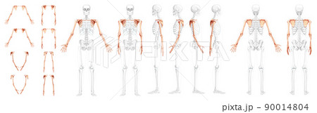 Set of Skeleton upper limb Arms with Shoulder girdle Human front back side view with partly transparent bones position 90014804