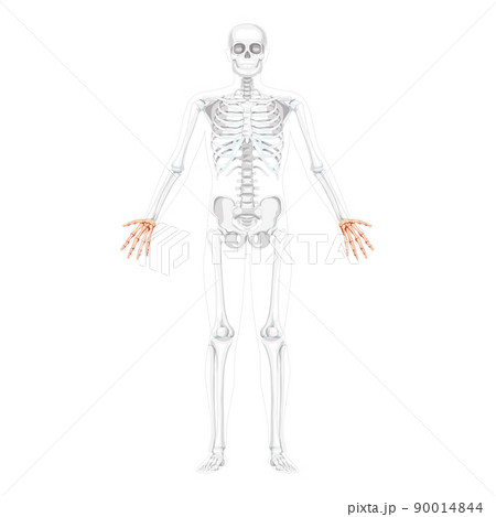 Skeleton Hands Human front view with two arm poses with partly transparent bones position. Carpals, wrist, metacarpals Skeleton Hands Human front view with two arm poses with partly transparent bones position. Carpals, wrist, metacarpals 90014844