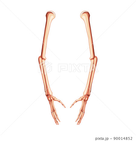 Arms Skeleton Human side view. Set of 3D hands, forearms, humerus, ulna, radius phalanges Anatomically correct realistic 90014852