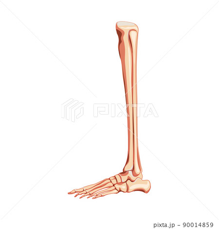 Leg tibia, fibula, Foot, ankle Skeleton Human side view. Set of metatarsals, phalanges 3D Anatomically correct realistic Leg tibia, fibula, Foot, ankle Skeleton Human side view. Set of metatarsals, phalanges 3D Anatomically correct realistic 90014859