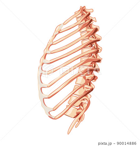 Rib cage Skeleton Human bones system side view. Realistic Chest anatomically correct ribcage 3D flat natural concept Rib cage Skeleton Human bones system side view. Realistic Chest anatomically correct ribcage 3D flat natural concept 90014886