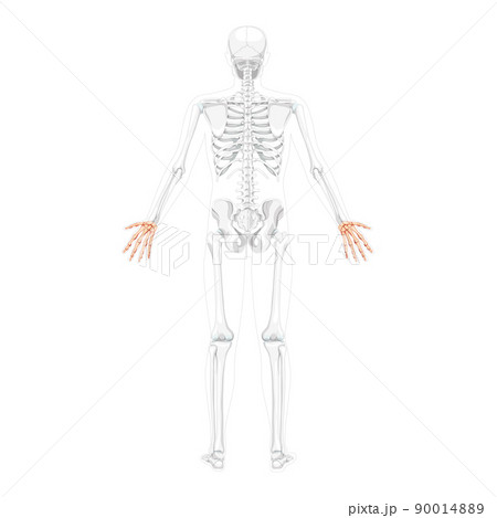 Human skeleton sketch hand drawn in doodle style .Vector illustration.  Stock Vector | Adobe Stock