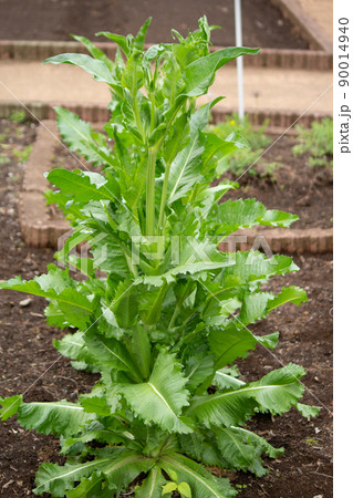 ラシャカキグサ(羅紗掻草)の頭状花序Dipsacus fullonum subsp. sativus ラシャカキグサ(羅紗掻草)の頭状花序Dipsacus fullonum subsp. sativus 90014940