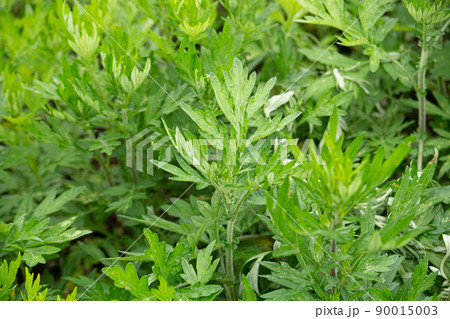 ヨモギ(日本でよもぎ餅に使われる植物):別名モグサ 学名:Artemisia princeps 生薬 ヨモギ(日本でよもぎ餅に使われる植物):別名モグサ 学名:Artemisia princeps 生薬 90015003