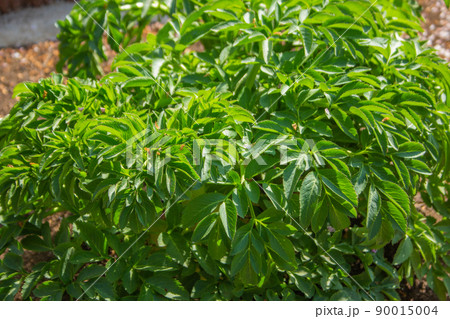 ヨロイグサ　学名：Angelica dahurica 　生薬名：ビャクシ（白芷）、漢方薬や美容用 90015004