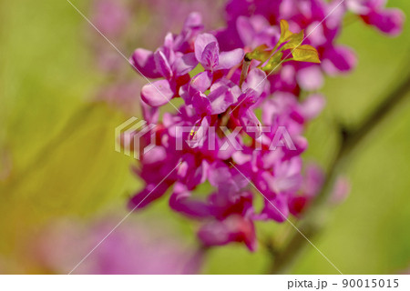 ハナズオウ 90015015