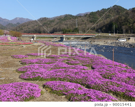 芝桜 シバザクラ しばざくら 立谷川 芝桜 シバザクラ しばざくら 立谷川 90015441