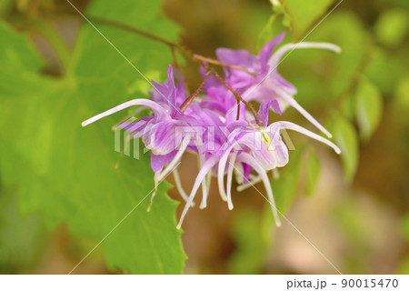 イカリソウ 90015470