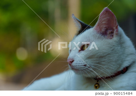 何かを見つめる白猫の姿 90015484