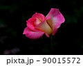 薔薇　品種名　ダイアナ プリンセス オブ ウェールズ 90015572