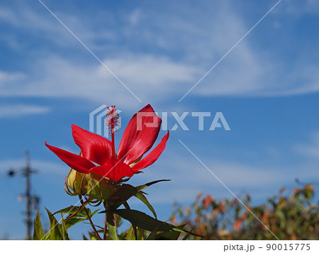 晴天とモミジアオイの花 90015775